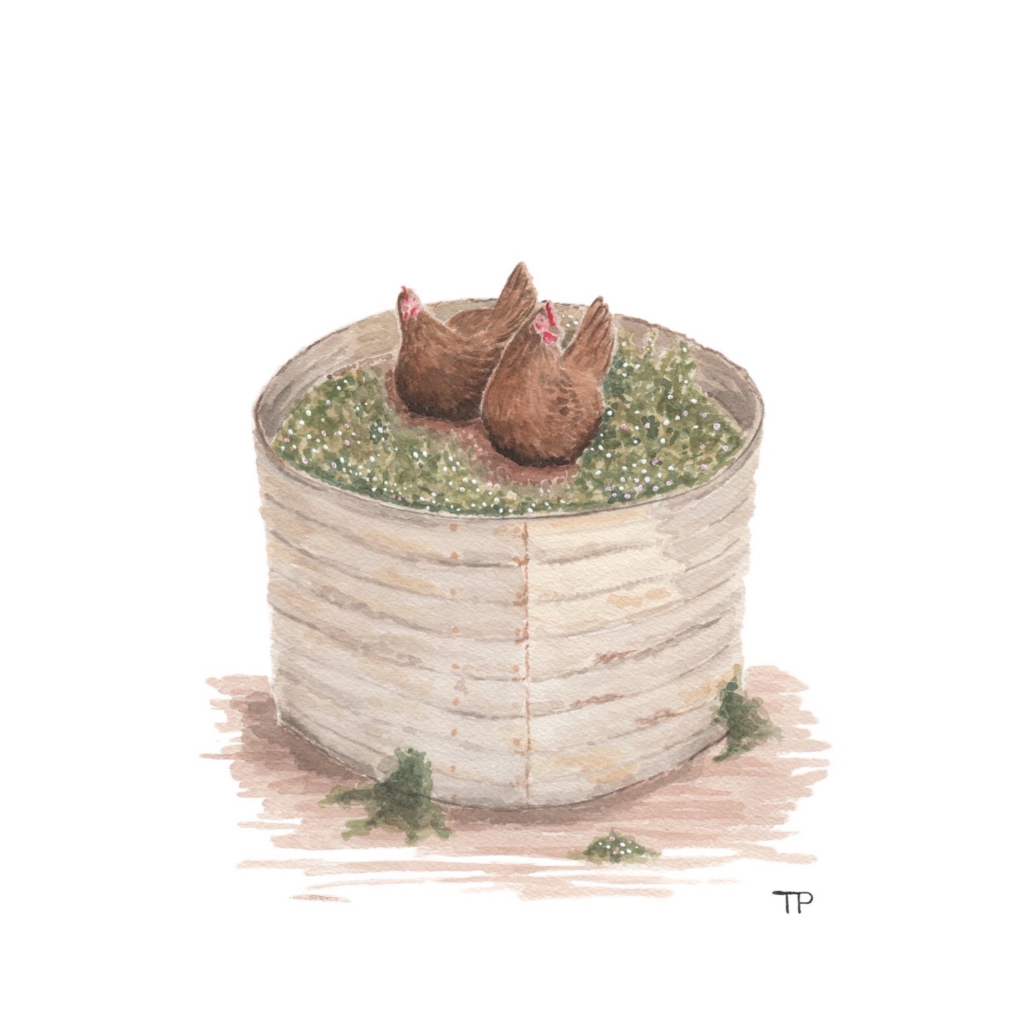 Chooks in tank